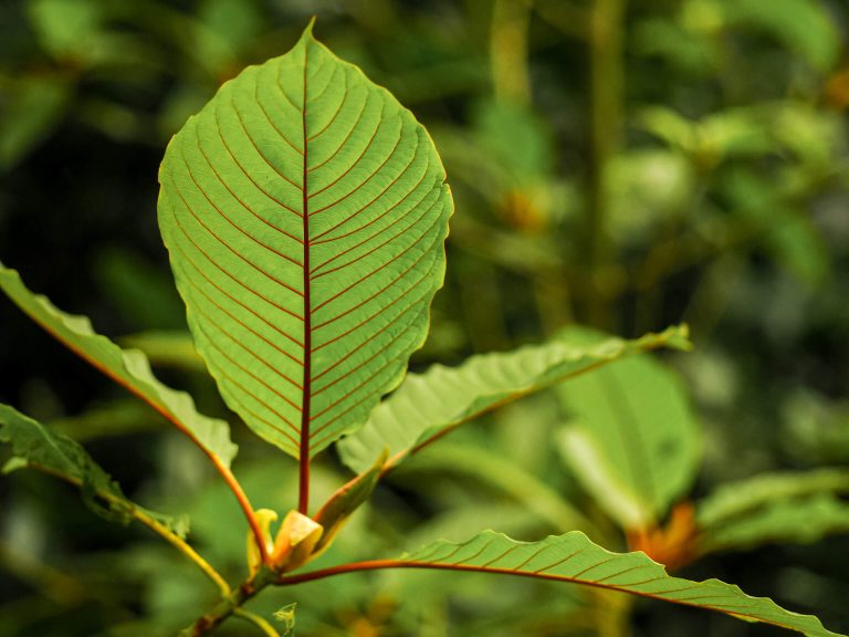 green vein borneo kratom